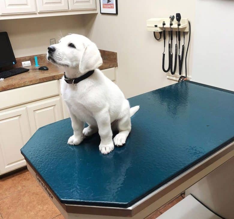 https://www.k9web.com/wp-content/uploads/2020/12/young-white-labrador-in-salon-780x728.jpg