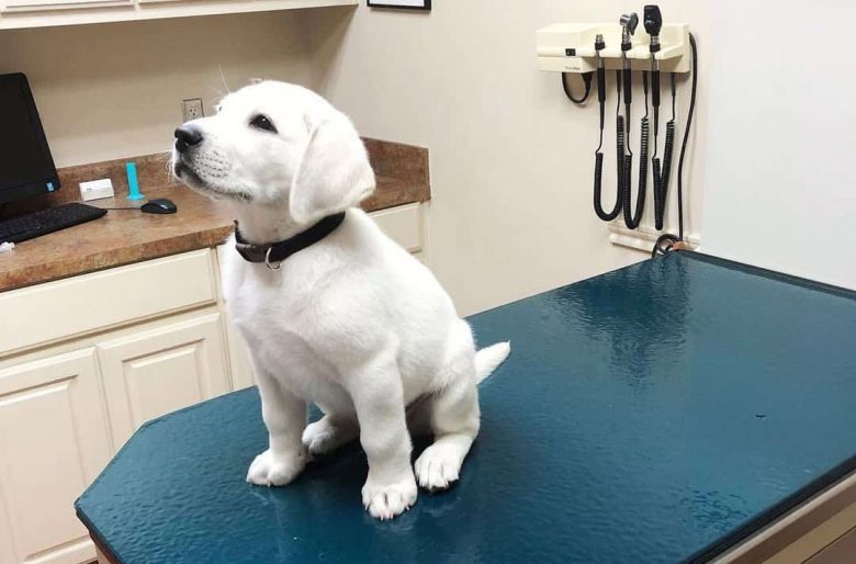 White Lab in the salon