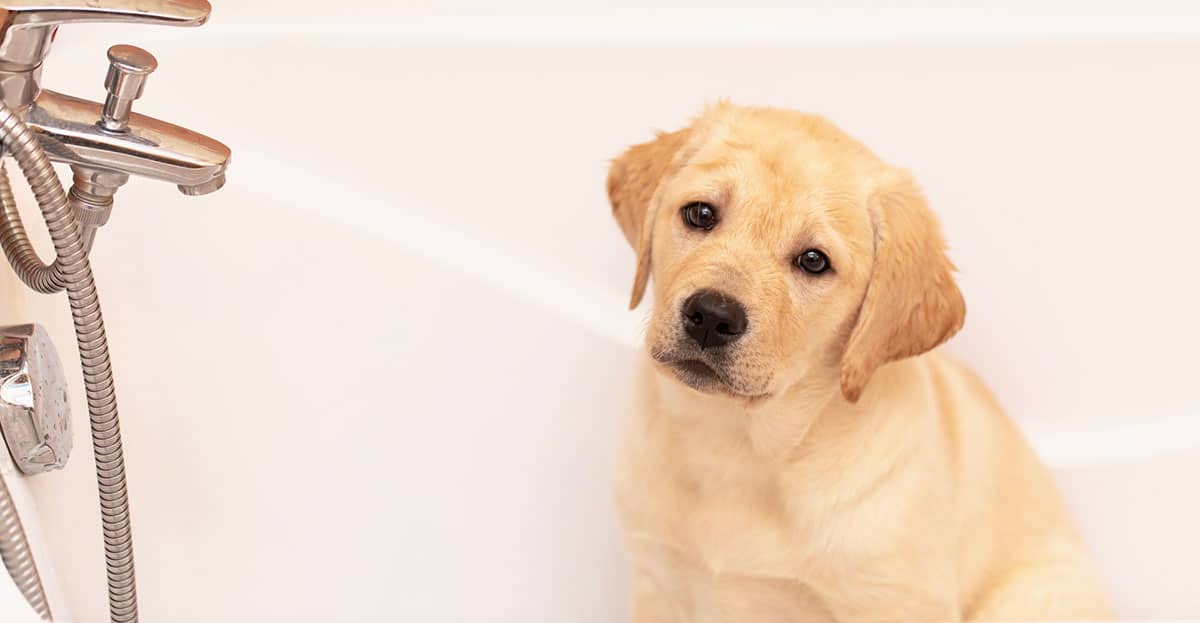 Why is the Yellow Labrador Retriever so Iconic? K9 