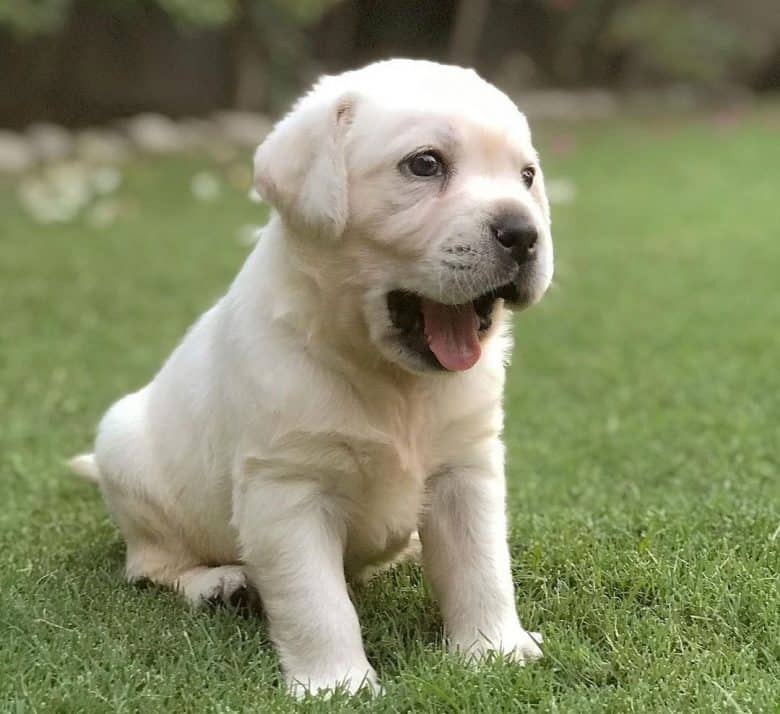 1 catelus labrador retriever de o lună