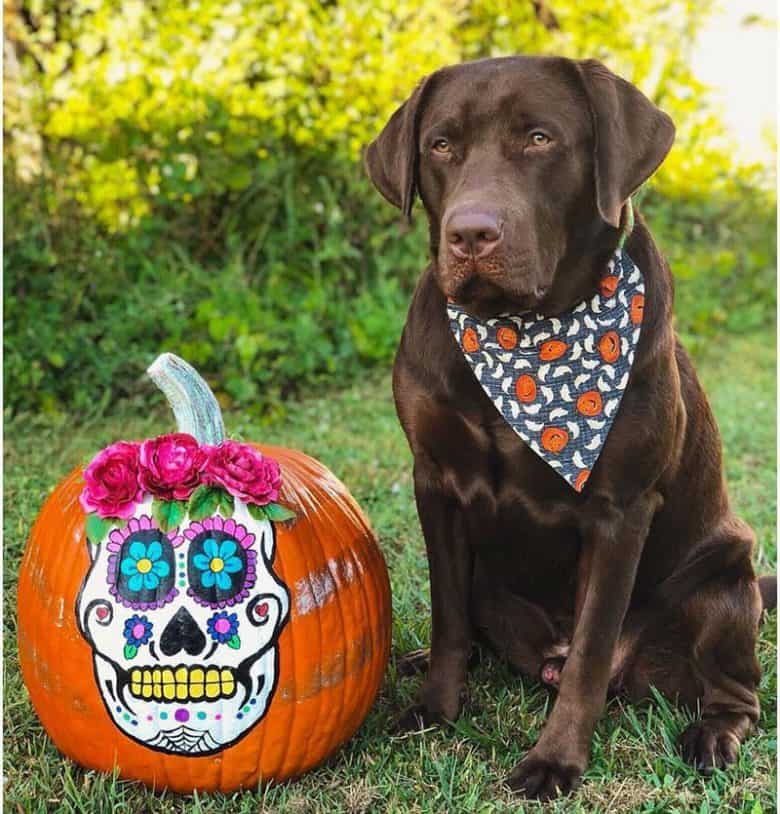 1- Labrador Retriever âgé d'un an portant une écharpe d'Halloween
