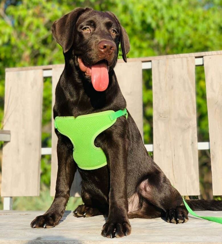 4-Labrador Retriever de um mês de idade