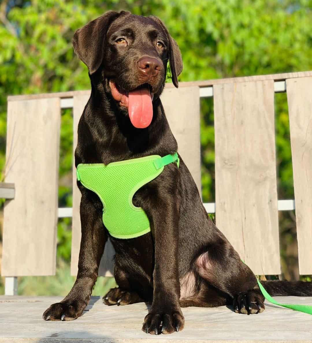 Lab Growth and Weight Chart (Male & Female) – The Complete Guide - K9 Web