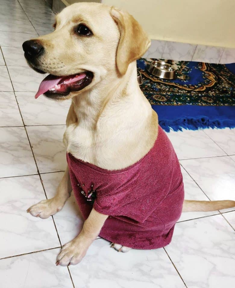 6- Labrador Retriever d'un mois 