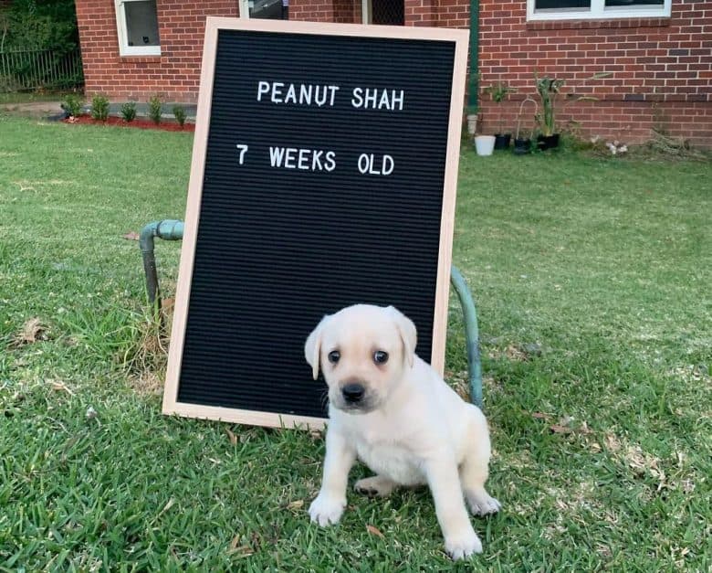 7- chiot Labrador Retriever d'une semaine
