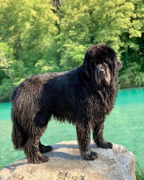 Newfoundland Dog The Gentle Giant K9 