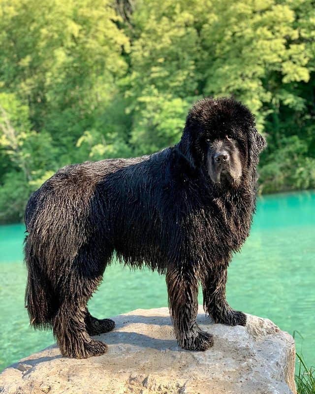 A Newfoundland dog with webbed feet standing on a rock