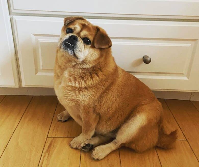 Pug Chow Chow mix dog sitting on the floor