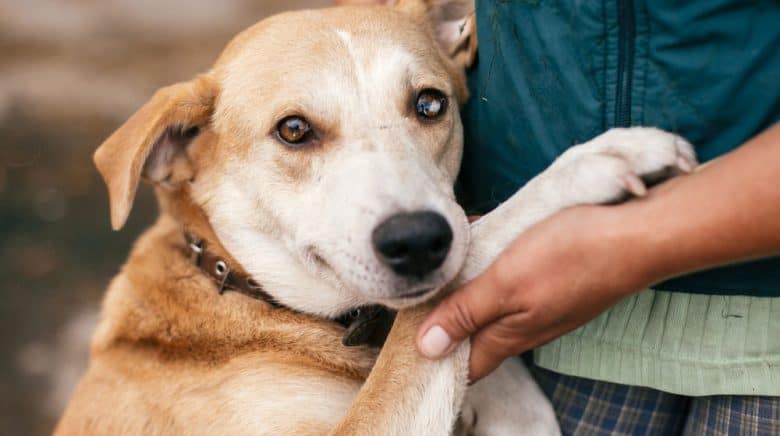 A dog hugging its owner