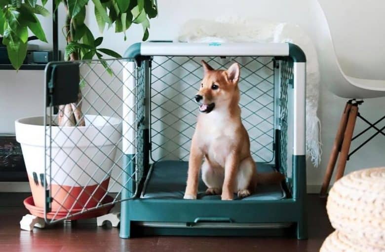 A dog inside her comfy crate