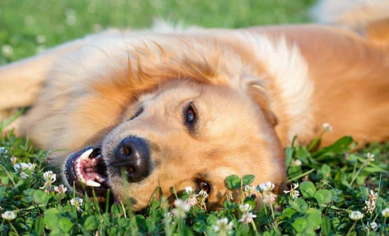 Happy dog lying on the meadow