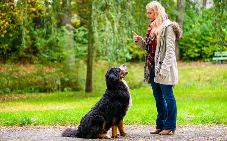 Dog undergoing obedience training