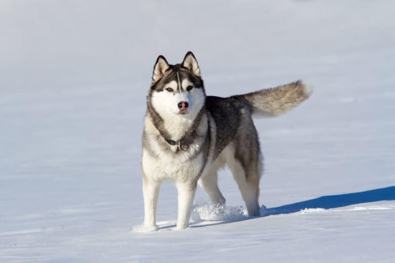 A Siberian Husky in the snow