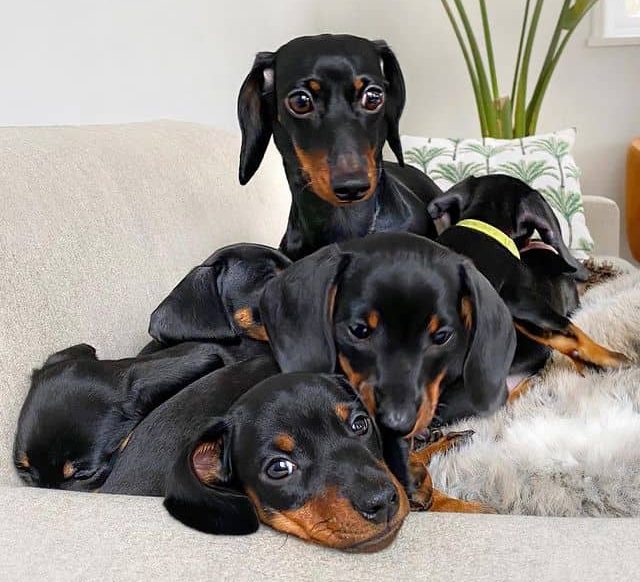 A mother Miniature Dachshund with her pile of puppies