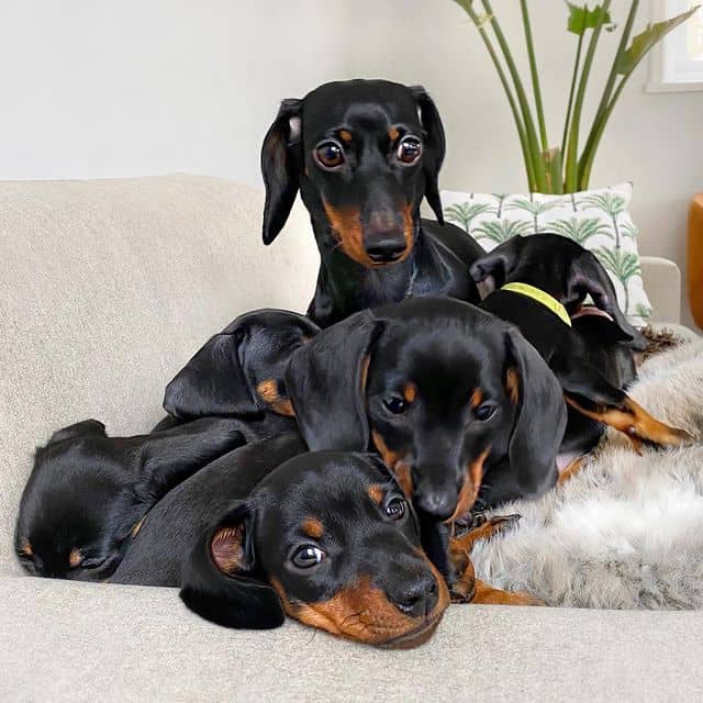 A mother Miniature Dachshund with her pile of puppies