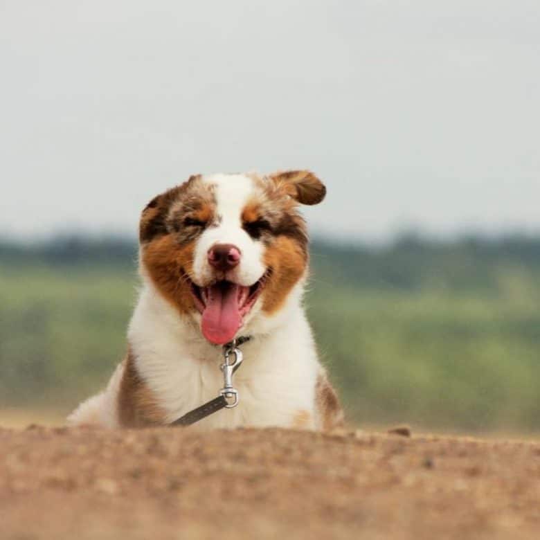 A Red Merle Australian Shepherd dog smiling