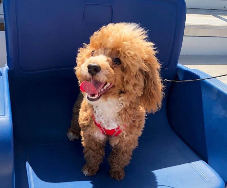 Abstract Poodle dog standing on a plastic chair