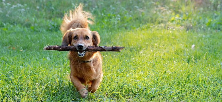 Active Dachshund dog biting stick while running on the meadow