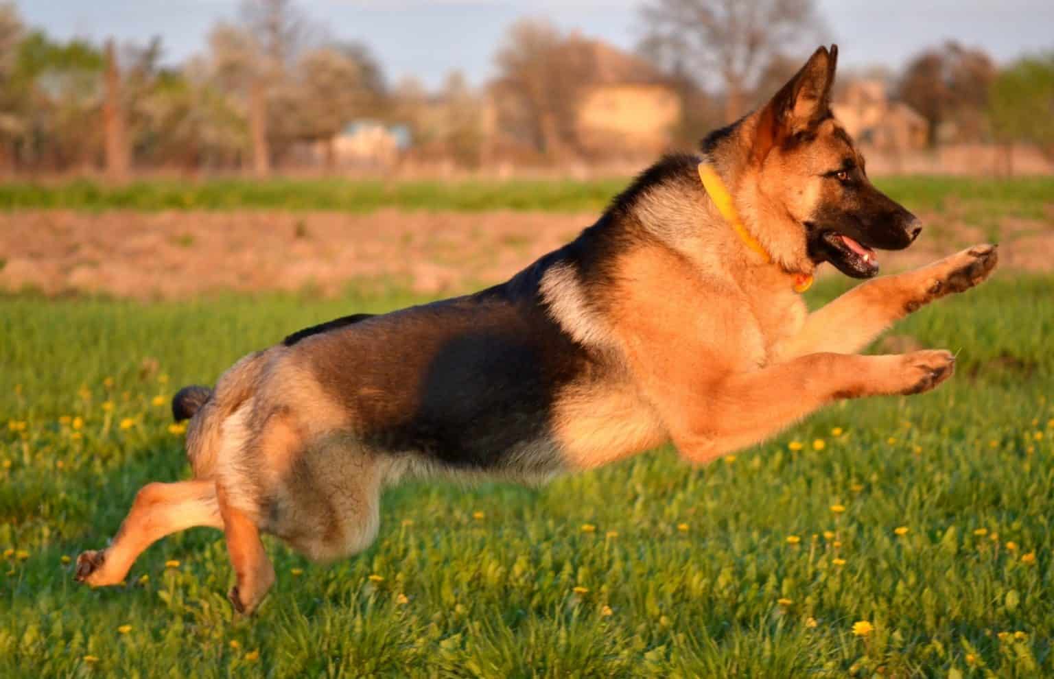 The German Shepherd Life Span and all you need to know K9 Web