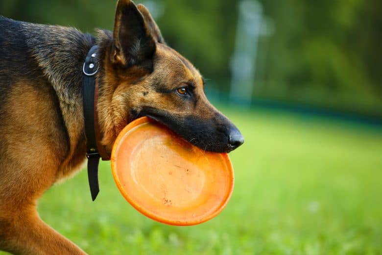 An active German Shepherd playing flying disc