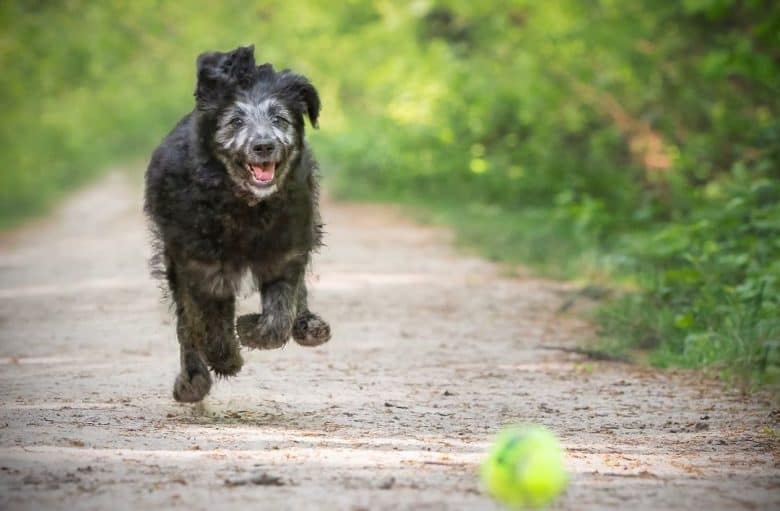 Active German Shepherd Poodle mix looking goofy while playing