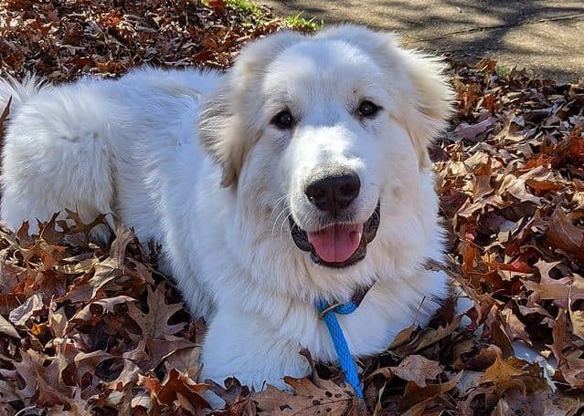 Active Great Pyrenees dog playing with the leaves