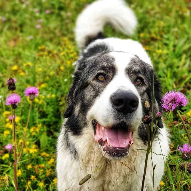 Active Pyrenean Mastiff playing in the garden