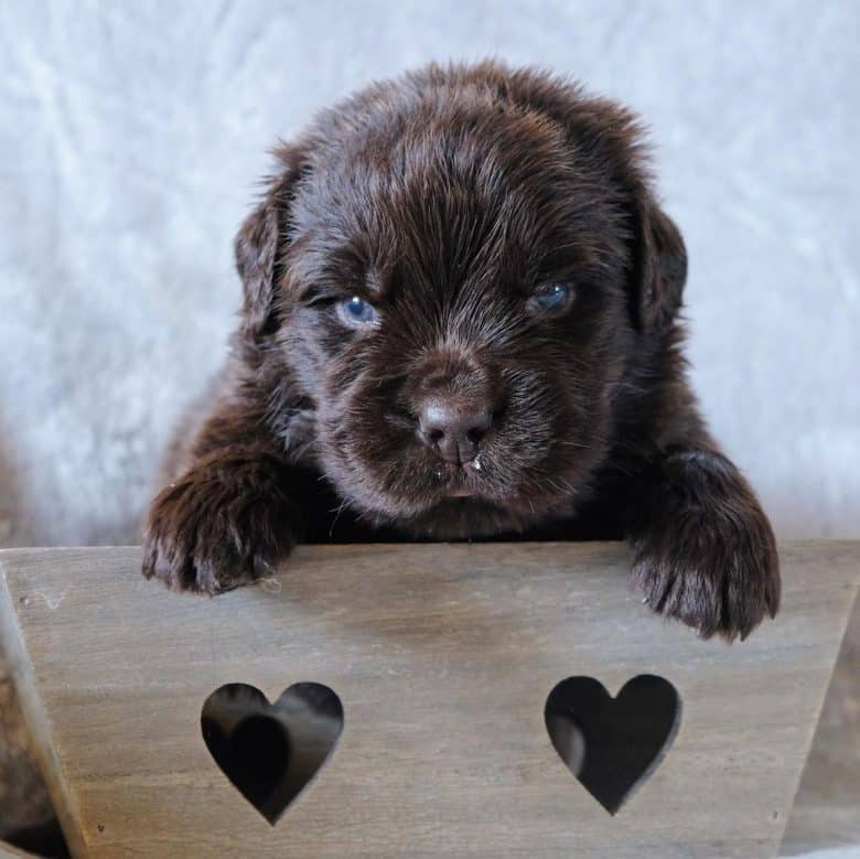 An adorable brown Newfoundland puppy inside a wooden crate
