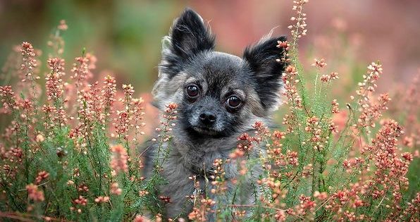 Adorable Chihuahua posing on flowery grass