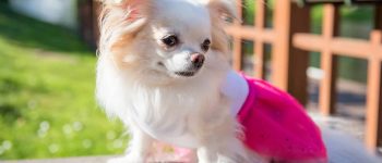 Adorable Chihuahua wearing pink coat