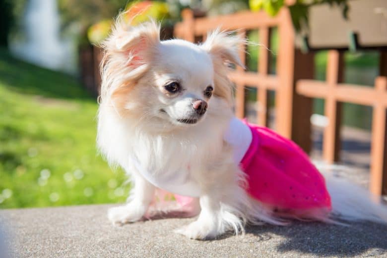 Adorable Chihuahua wearing pink coat