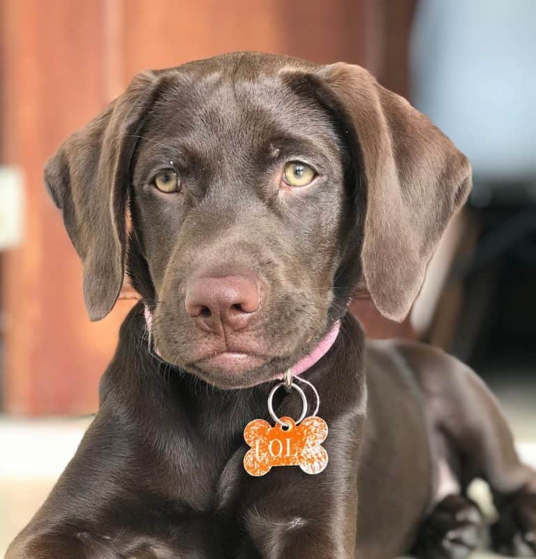 400 best Labrador Names that are unique and cool K9 