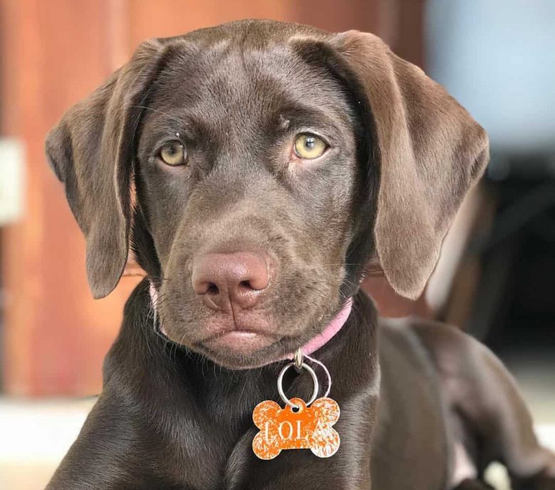 Adorable chocolate Labrador Retriever dog wearing her dog tag