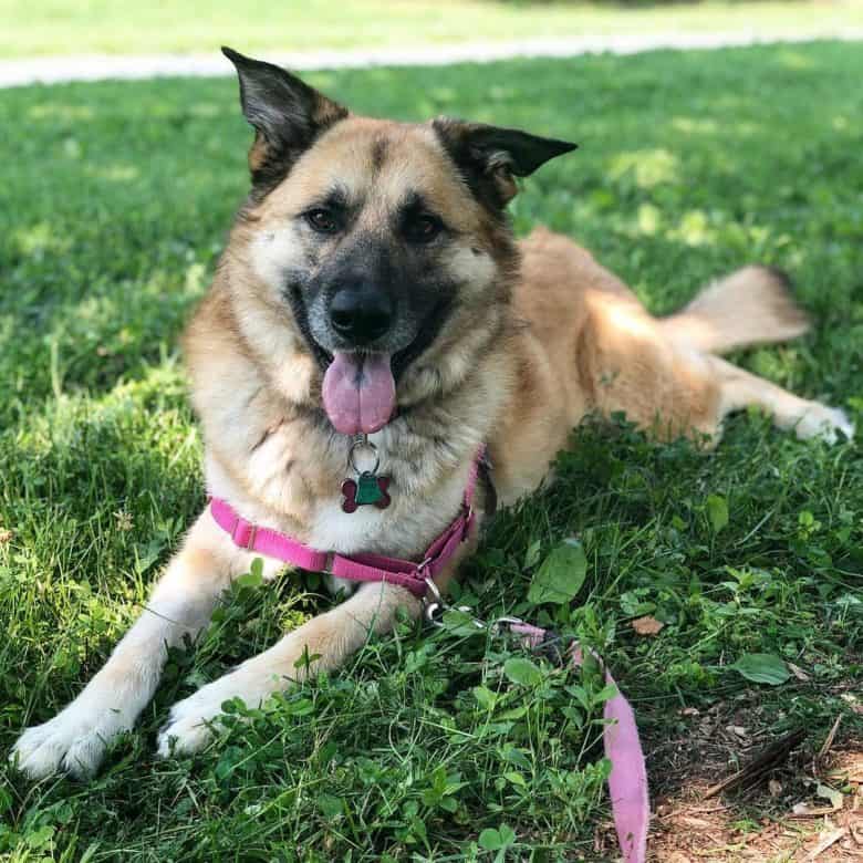 an adorable Germanees laying on the grass lawn and wearing a pink leash