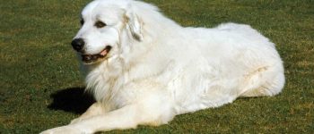 Great Pyrenees dog sitting on the lawn