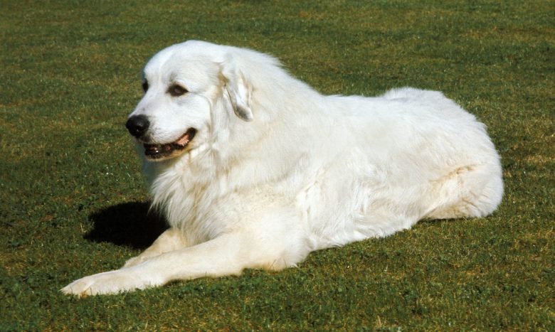 Great Pyrenees dog sitting on the lawn