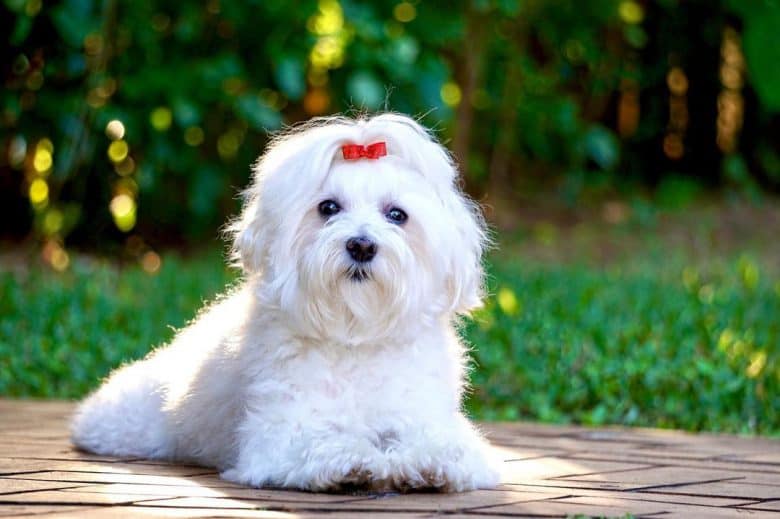 Maltese dog portrait