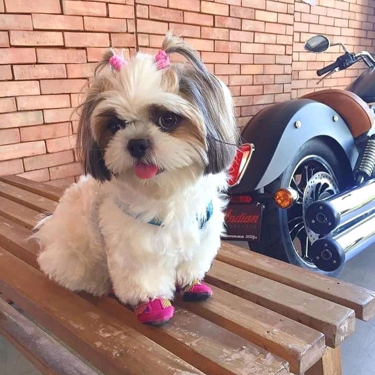 an adorable Shih Tzu wearing pink pigtail and pink shoes
