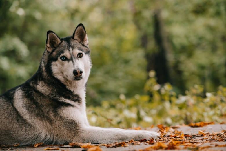 Adorable Siberian Husky in an autumn park