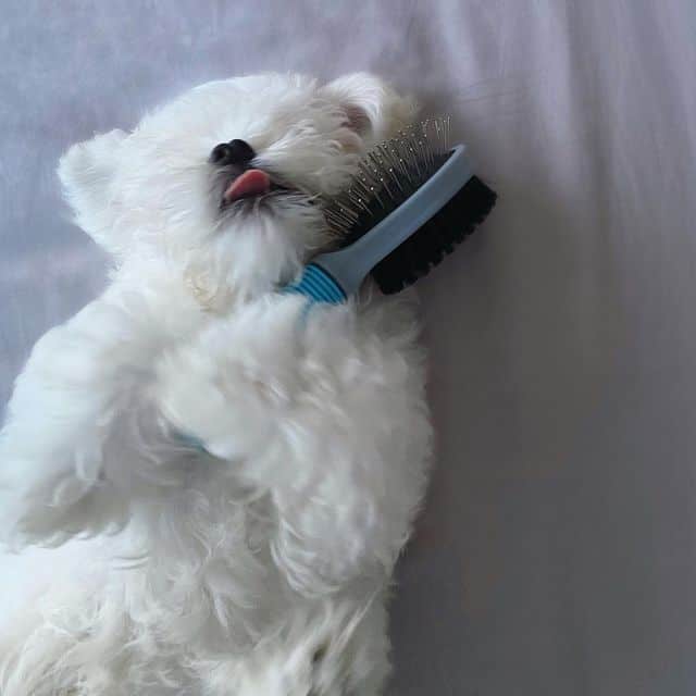 Adorable Teacup Maltese holding a hair brush