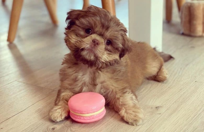 An adorable Teacup Shih Tzu tilting its head with a pink macaron