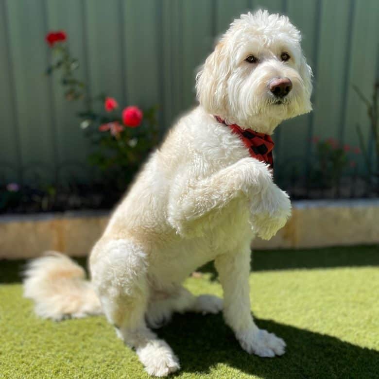 Waving German Shepherd Poodle mix wearing a red scarf