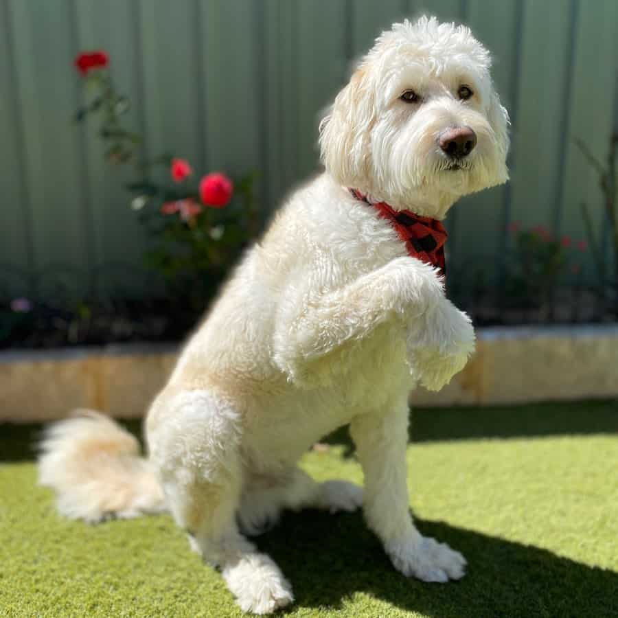 The kind and intelligent German Shepherd Poodle mix dog K9 