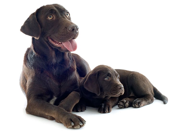 how much should a labrador weigh at 8 weeks