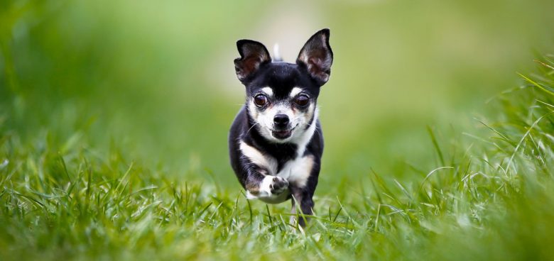 Adult black & white Chihuahua dog running on the grass