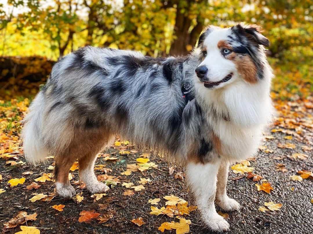 Blue Merle Australian Shepherd - wide 7