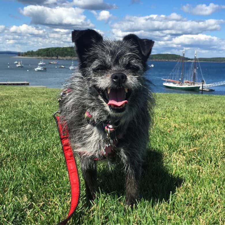 Affenhuahua smiling and enjoying the day-out