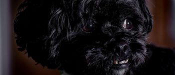 Affenpinscher close-up image looking to the right