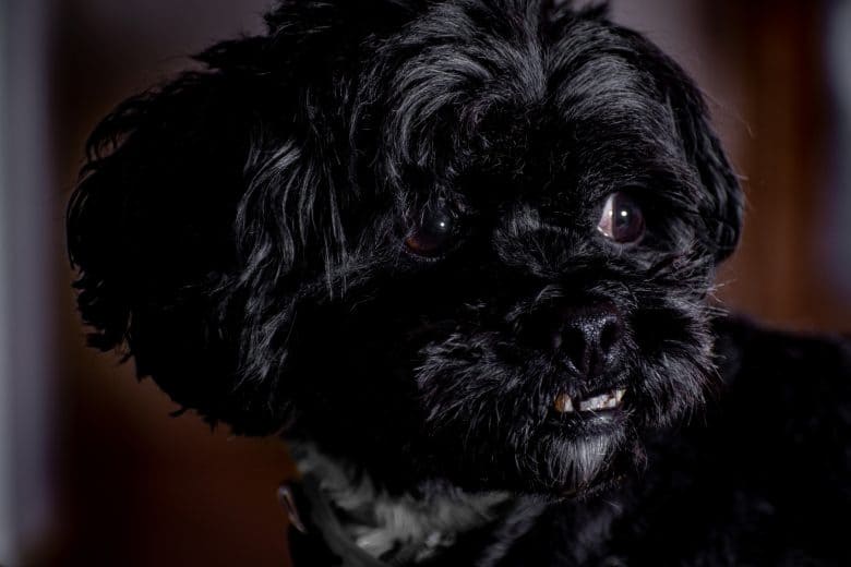 Affenpinscher close-up image looking to the right