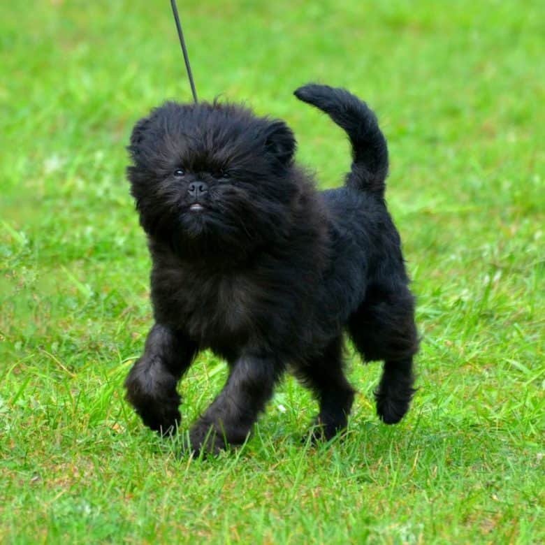 Affens puppy strutting while walking